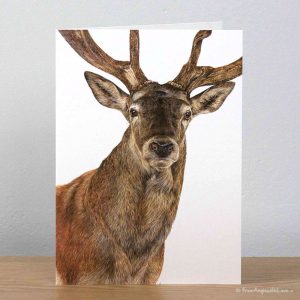 Monarch Red Deer Stag Greeting Card by Pencil artist Angie