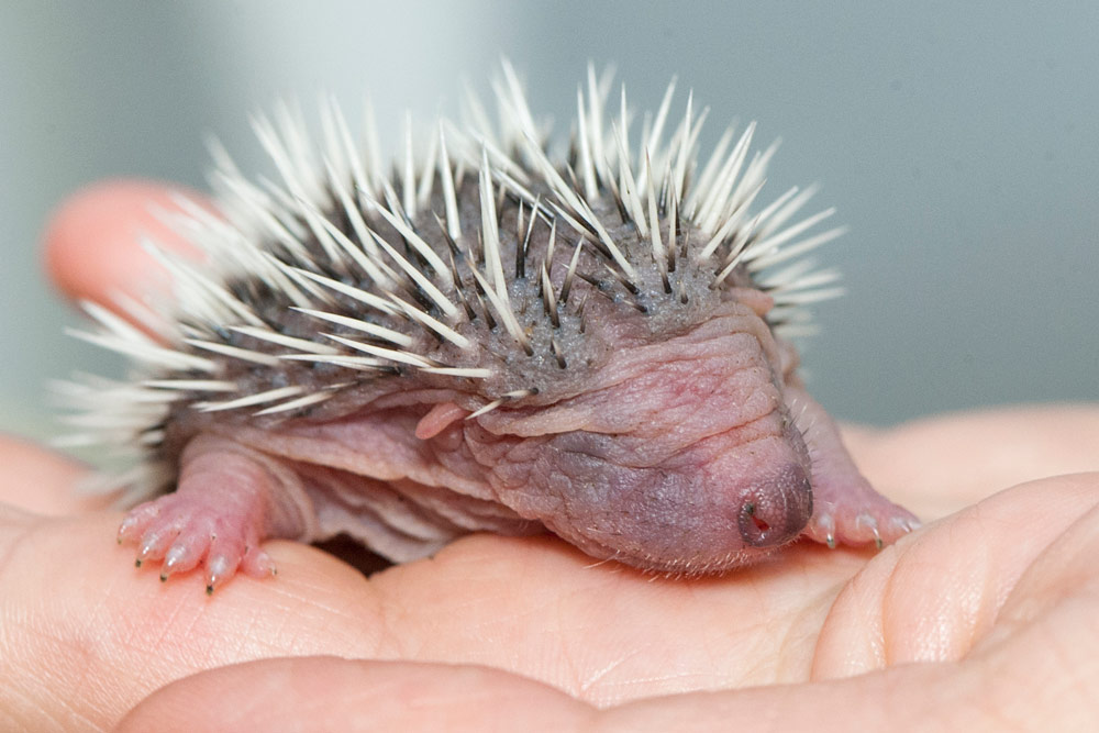 Baby Hedgehog being treated by Wildlife Aid Foundation