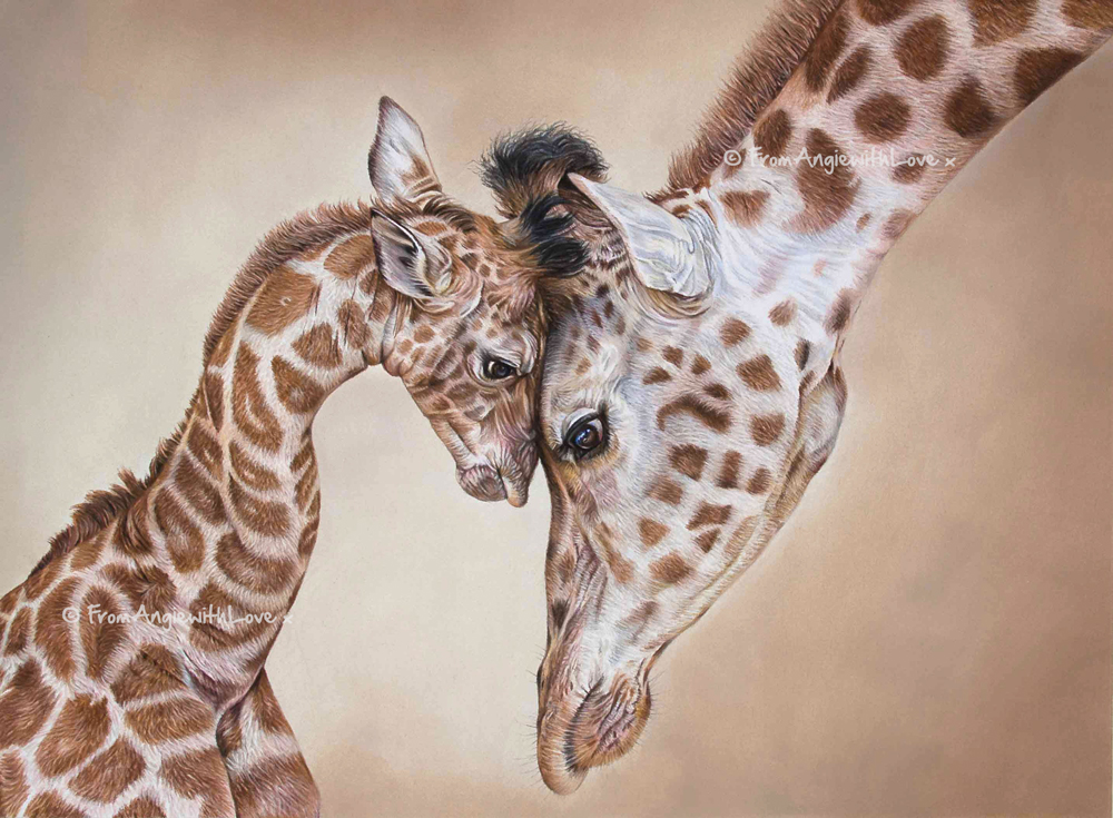 Buy limited edition prints and original wildlife art by pencil artist Angie, including beautiful Giraffe portrait 'Tenderness'.