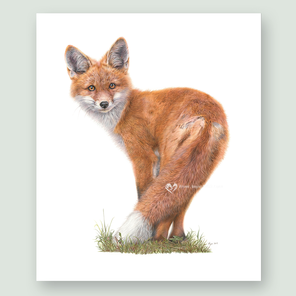 Brief Encounter - Red Fox Portrait by Pencil Artist Angie x