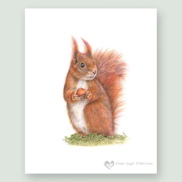 Caching In Red Squirrel Portrait by Wildlife Artist Angie