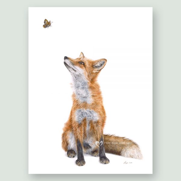 Fluttering Heights - Coloured pencil Fox portrait by wildlife portrait artist Angie