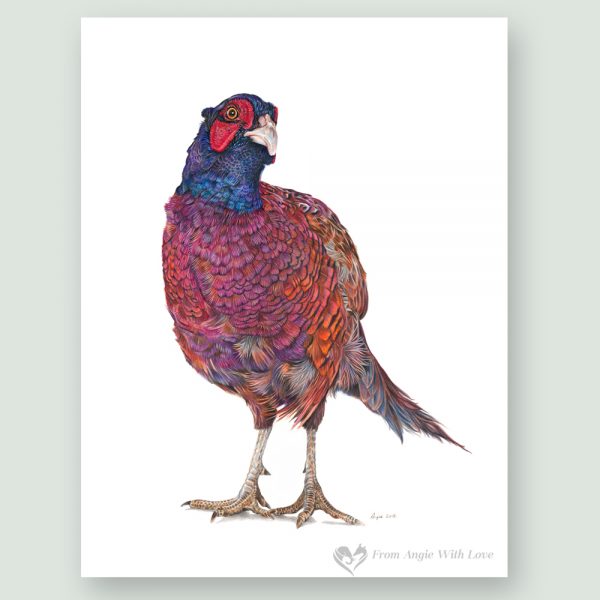 Inquisitive George Coloured Pencil Pheasant Portrait by Wildlife Artist Angie