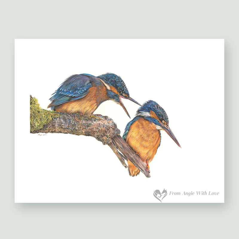 Domestic Bliss - Coloured pencil Kingfisher portrait by wildlife artist Angie