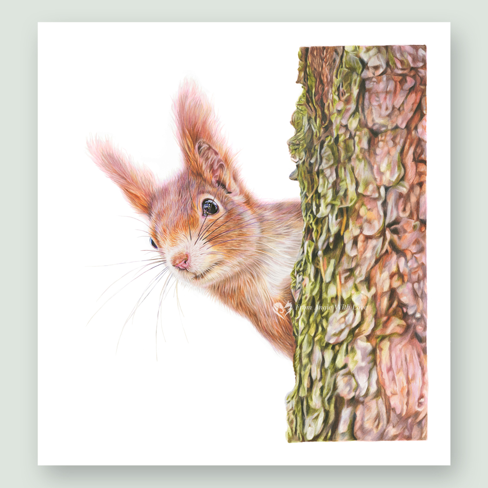Red Alert - Red Squirrel Portrait by Pencil Artist Angie x