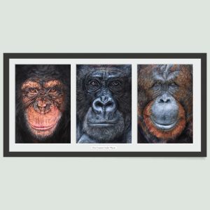 'Our Cousins Under Threat' - Great Apes print set by wildlife artist Angie