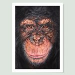 Our Cousins Under Threat - Chimpanzee Print