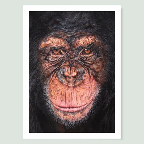 'Our Cousins Under Threat' - Chimpanzee art print by wildlife artist Angie
