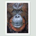 Our Cousins Under Threat - Orangutan Greeting Card