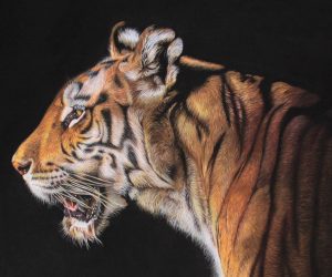 'The Huntress' Bengal Tiger Portrait by Wildlife Artist Angie