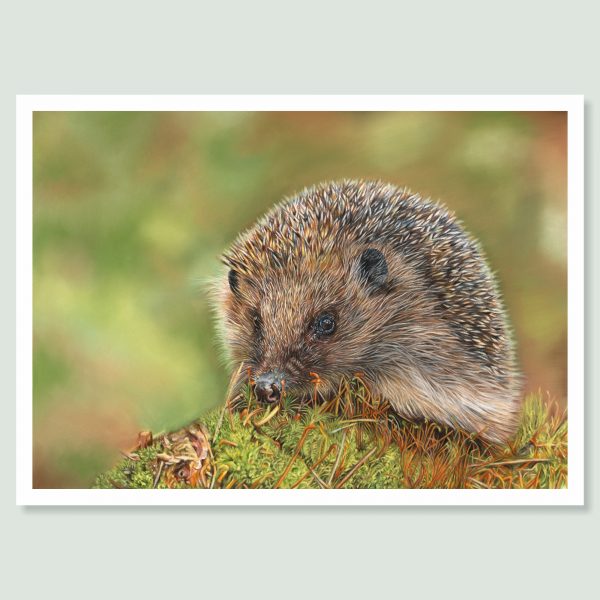'The Forager' Hedgehog portrait, by wildlife artist Angie x