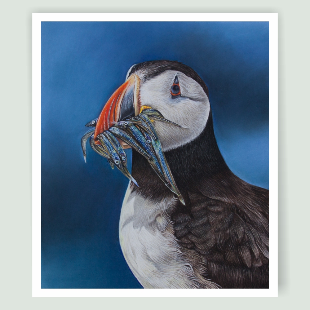 'Farne Island Feast' Puffin portrait, by wildlife artist Angie x
